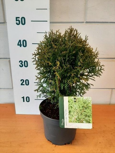 Thuja occidentalis 'Rheingold'