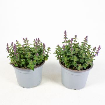 Nepeta PURRSIAN BLUE