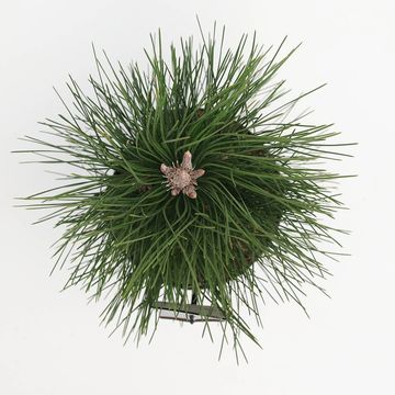 Pinus nigra 'Green Tower'