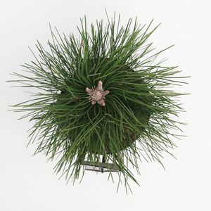 Pinus nigra 'Green Tower' (Bremmer Boomkwekerijen)