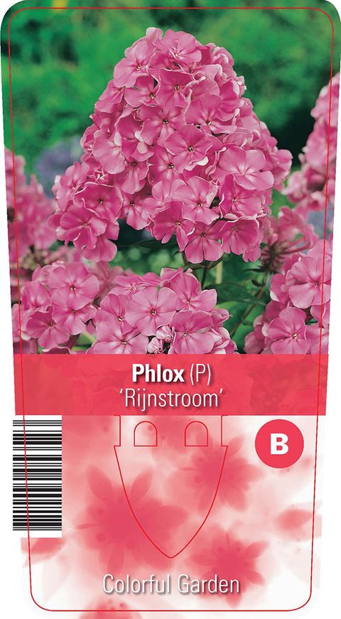Phlox 'Rijnstroom'