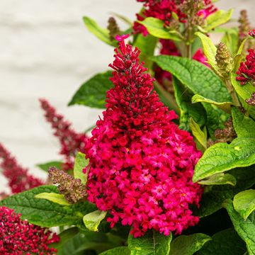 Buddleja davidii BUTTERFLY CANDY LITTLE BUBBLEGUM