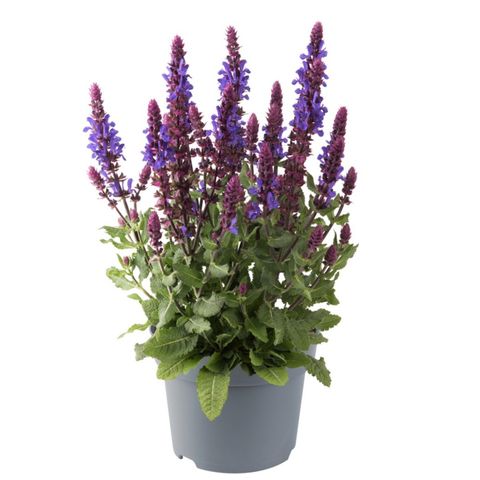 Salvia x sylvestris BLUE MARVEL