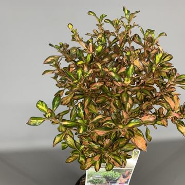 Coprosma 'Evening Glow'