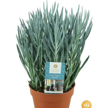 Curio ficoides 'Blues'
