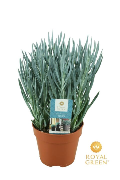 Curio ficoides 'Blues'
