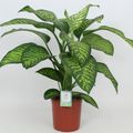 Dieffenbachia 'Tropic Jewel'