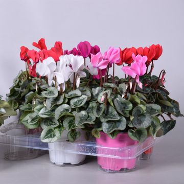 Cyclamen persicum SUPER SERIE REMBRANDT MIX