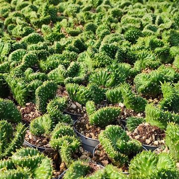 Opuntia cylindrica cristata