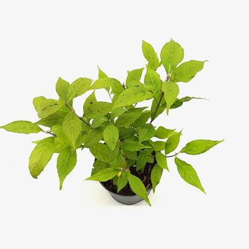 Callicarpa japonica 'Leucocarpa'