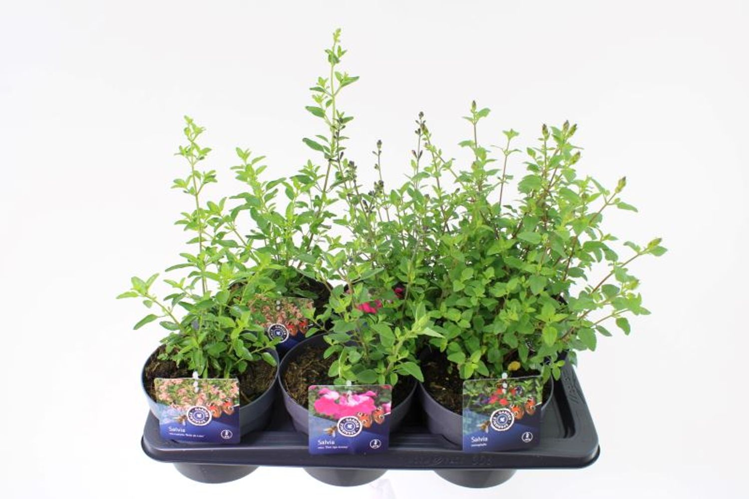 salvia-microphylla-mix-floraccess