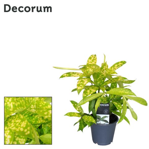 Dracaena surculosa 'Mike'