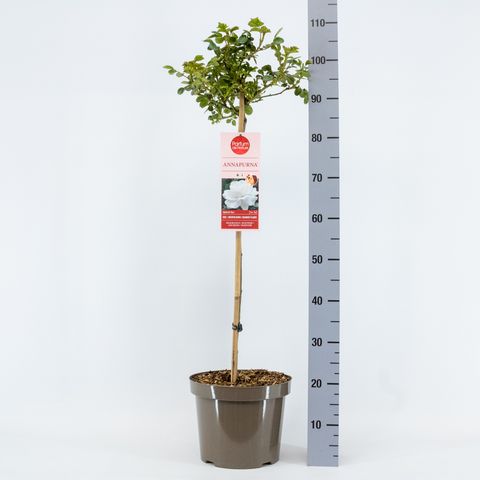 Rosa ANNAPURNA