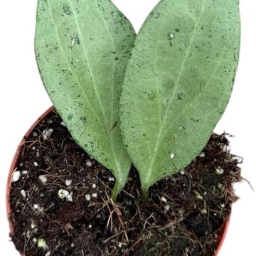 Hoya nicholsoniae 'New Guinea Ghost'