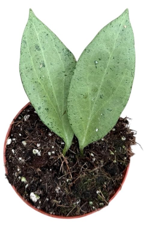 Hoya nicholsoniae 'New Guinea Ghost'
