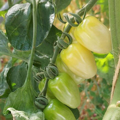 Solanum lycopersicum 'Krebs White'