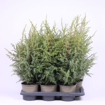 Juniperus communis 'Hibernica'