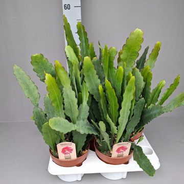 Epiphyllum 'Sarah Courant'