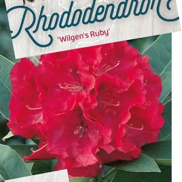 Rhododendron 'Wilgen's Ruby'