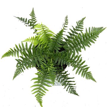 Dryopteris affinis