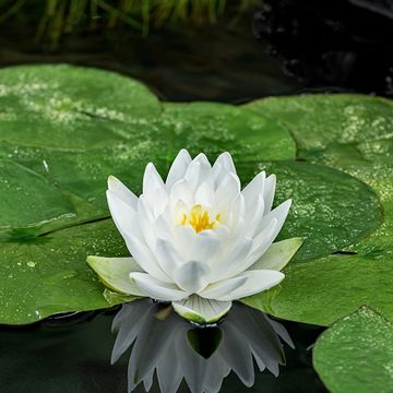 Nymphaea 'Perry's Double White'