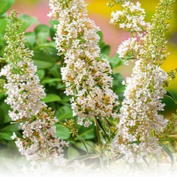 Buddleja davidii 'Nanho White'