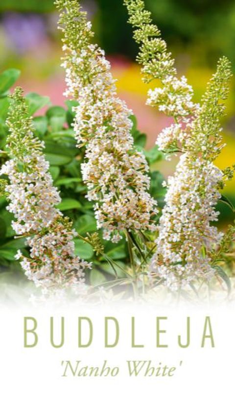 Buddleja davidii 'Nanho White'