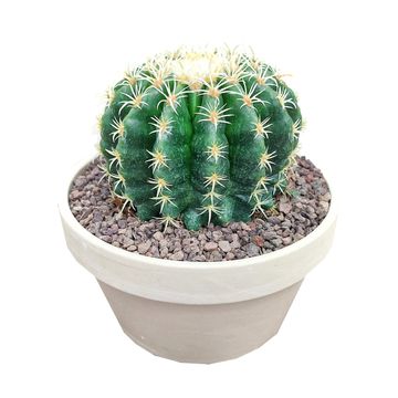 Echinocactus grusonii brevispinus