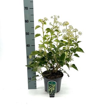 Hedera helix 'Arborescens'