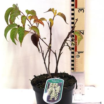 Stachyurus praecox