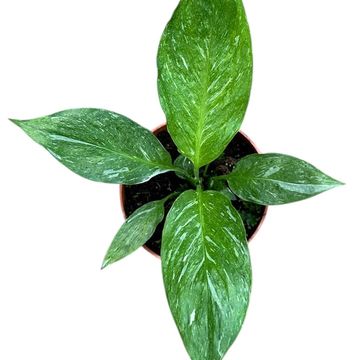 Spathiphyllum DIAMOND