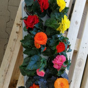 Begonia SUMMERWINGS MIX
