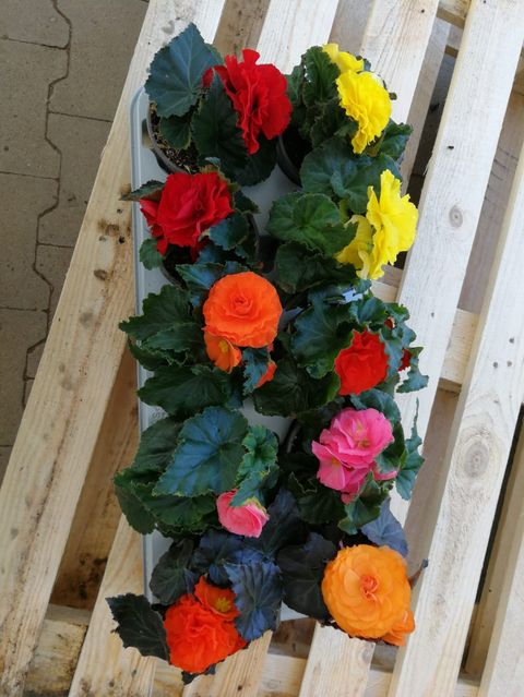 Begonia SUMMERWINGS MIX