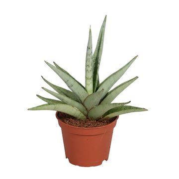 Sansevieria Tom Gracillis