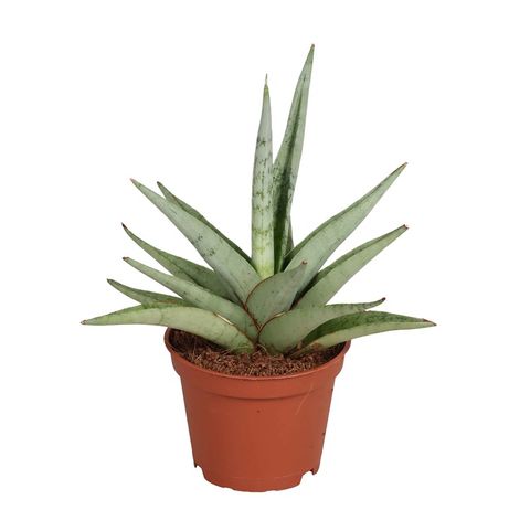 Sansevieria Tom Gracillis