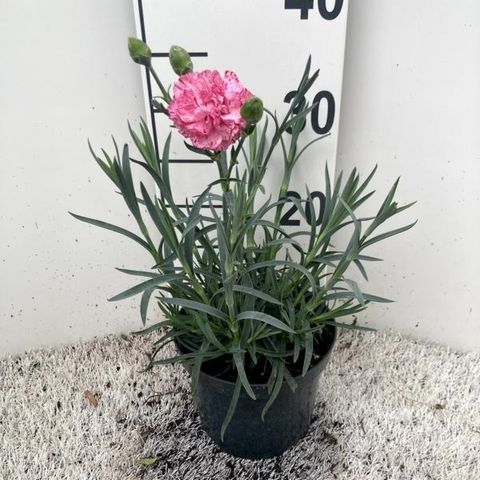 Dianthus PINBALL WIZARD