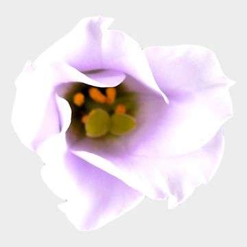 Eustoma grandiflorum 'Bolero Ivory'