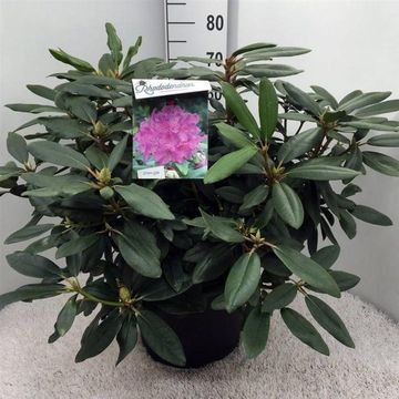 Rhododendron 'Catawbiense Boursault'