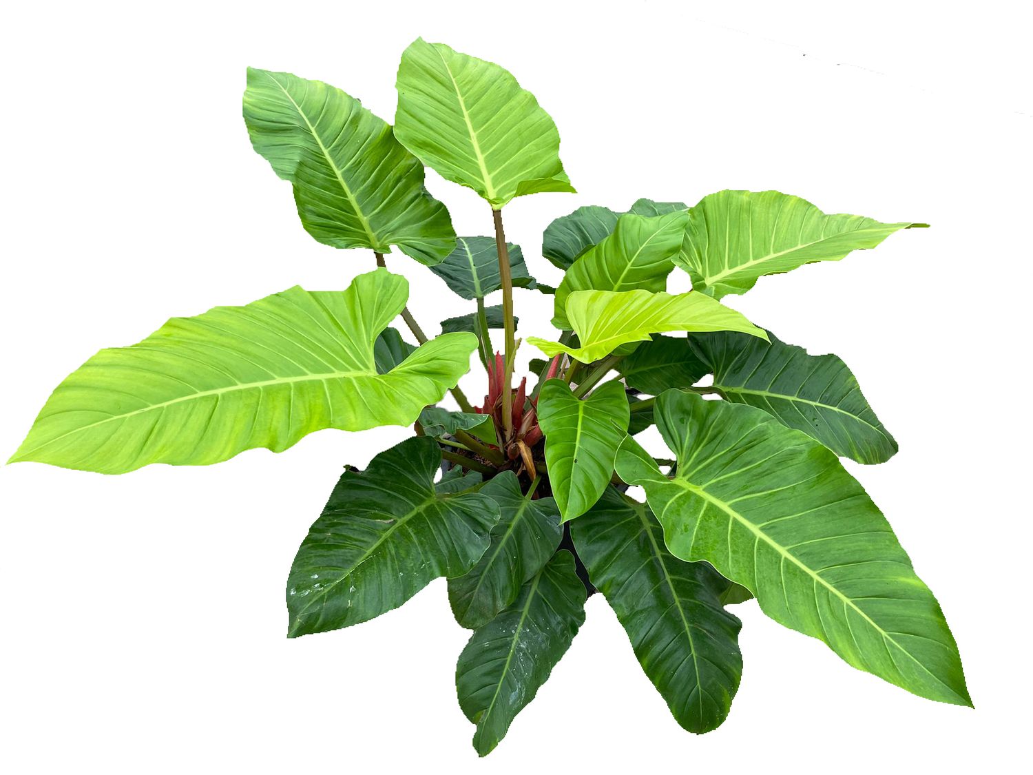 Philodendron Melinonii Ghost Plant Wholesale FlorAccess philodendron-melinonii-ghost-plant-wholesale-floraccess