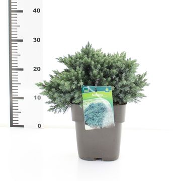 Juniperus squamata 'Blue Star'