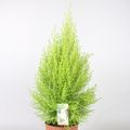 Cupressus macrocarpa 'ГолдКрест Вилма'