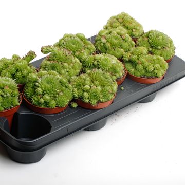 Sempervivum 'Herta'