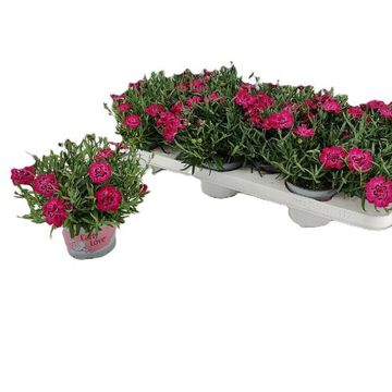 Диантус DIANTICA EARLY LOVE