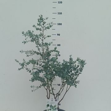 Eucalyptus gunnii