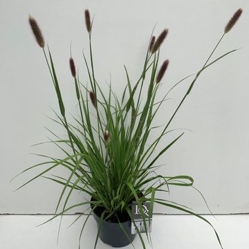 Pennisetum massaicum 'Red Bunny Tails'