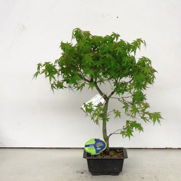 Acer palmatum 'Katsura'