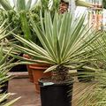 Agave angustifolia