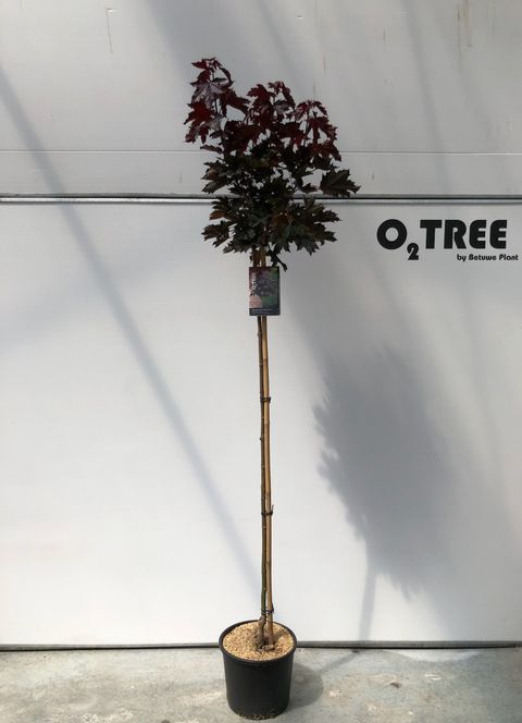 Acer platanoides 'Crimson Sentry'