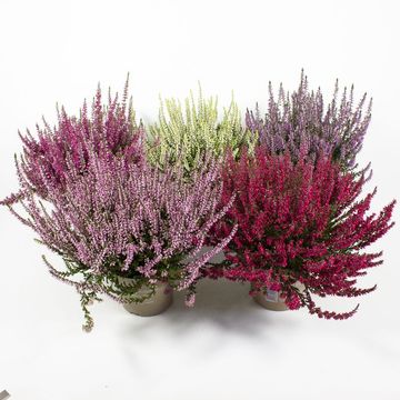 Calluna vulgaris GARDEN GIRLS MIX