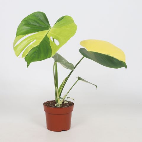 Monstera adansonii 'Aurea Variegata'